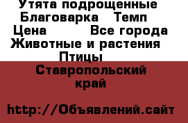 Утята подрощенные “Благоварка“,“Темп“ › Цена ­ 100 - Все города Животные и растения » Птицы   . Ставропольский край